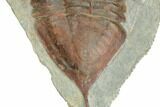 Huge, Inflated Megistaspis Trilobite - Fezouata Formation #191792-3